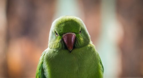 淺焦點照片的綠鳥