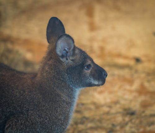 Selective Focus Photo of Brown Mammal