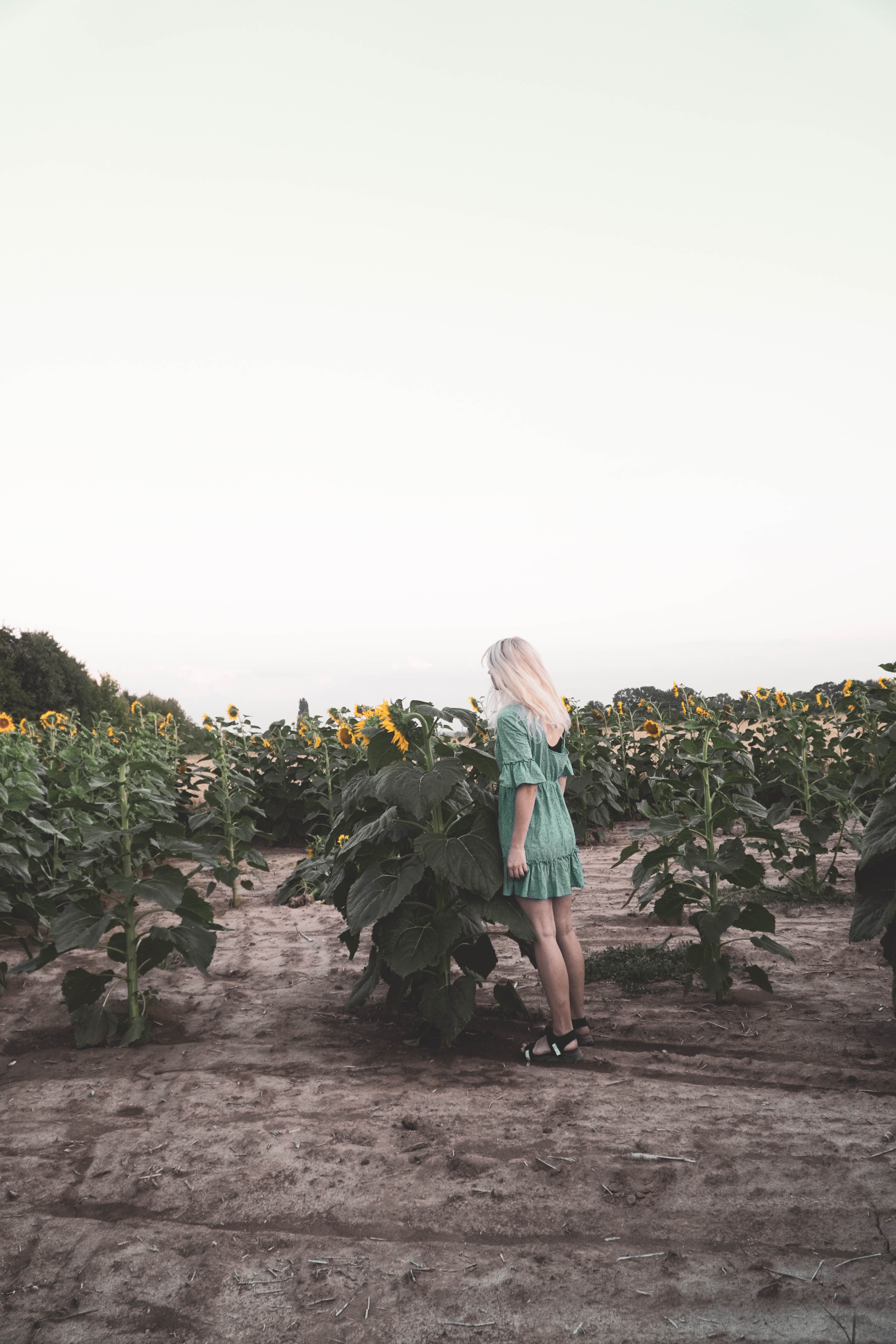 A Woman in Green Dress Standing on the Field of Sunflowers · Free Stock ...