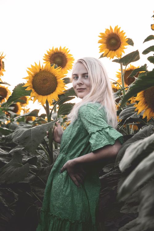 green dress in sunflower field Middle-aged woman, looking at the sky, laughing, green dress, sunflower field, corn on the cob Stock Photo