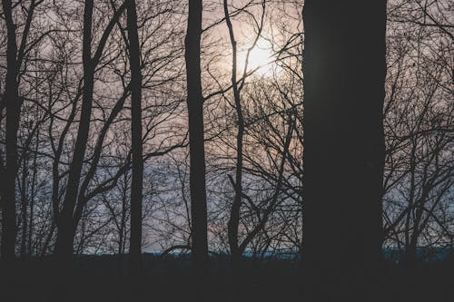 Schattenbildfoto Der Bäume