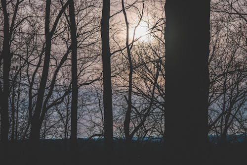 Základová fotografie zdarma na téma idylický, krajina, les