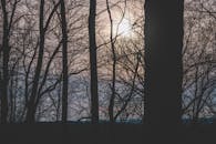 在宁静的森林中，树木的剪影映衬着日出时分的天空