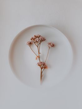 Elegant minimalist composition featuring delicate pink flowers on a white plate.