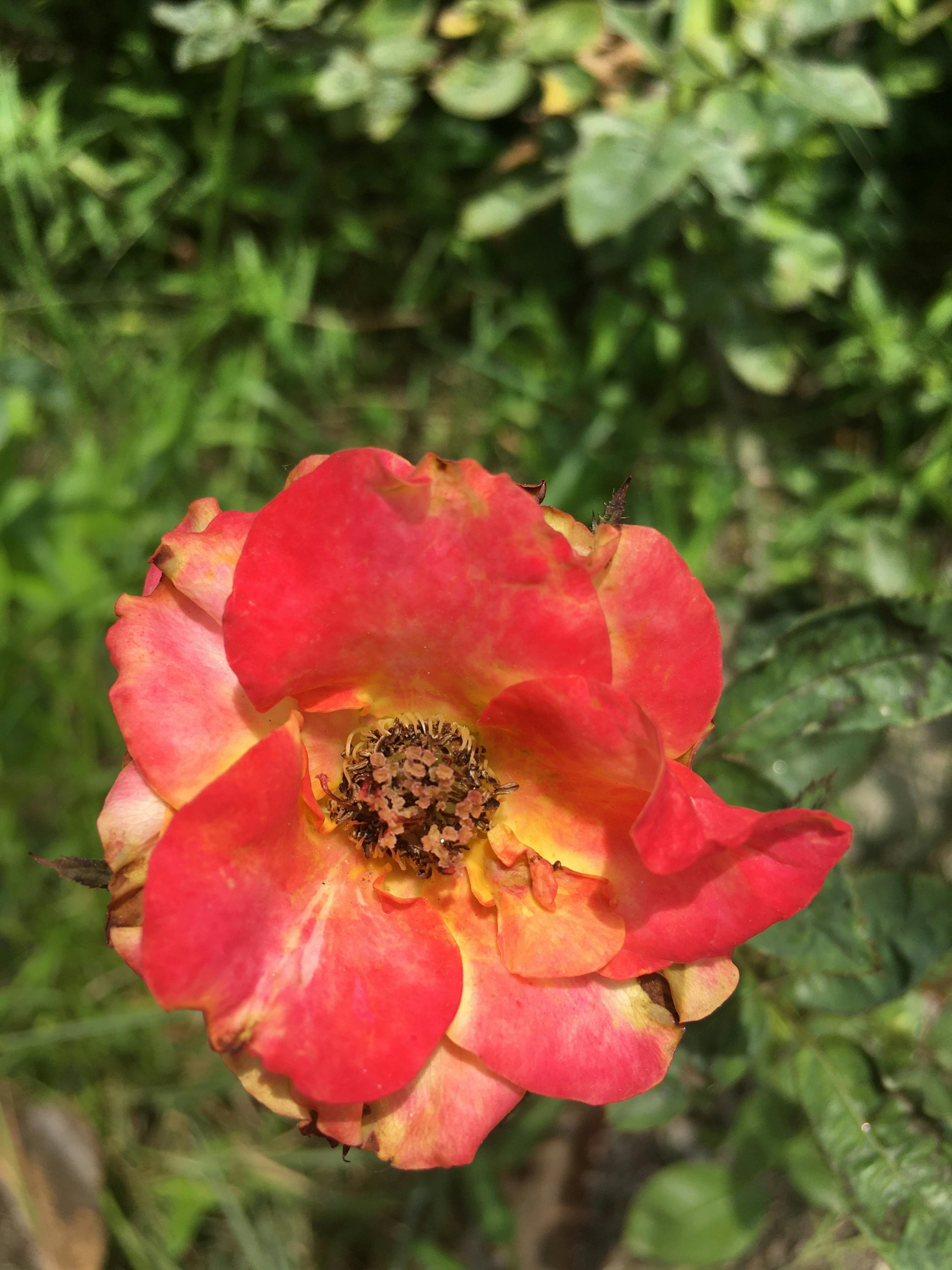 Close-up of powerful GPUs installed in a server rack for AI workloads.