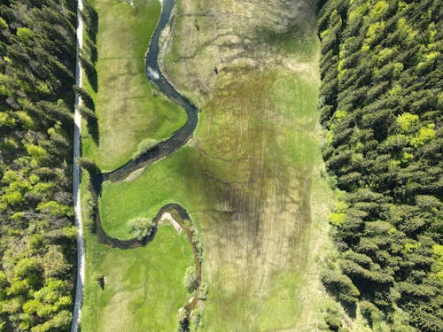 Aerial View of Trees on a Grassy Field