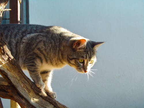 Free Close-Up Shot of a Tabby Cat on a Tree Branch Stock Photo