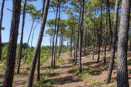 Free A tranquil forest scene with tall pines and a sunny pathway in summer. Stock Photo