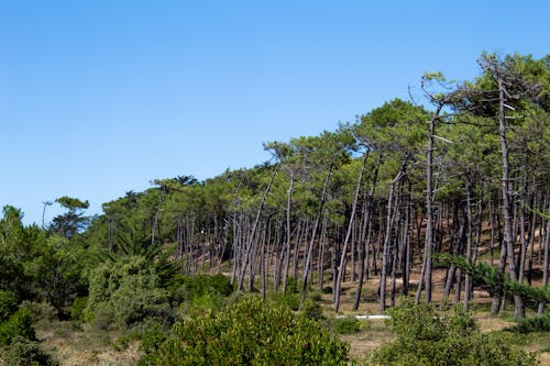 Immagine gratuita di alberi, ambiente, boschi