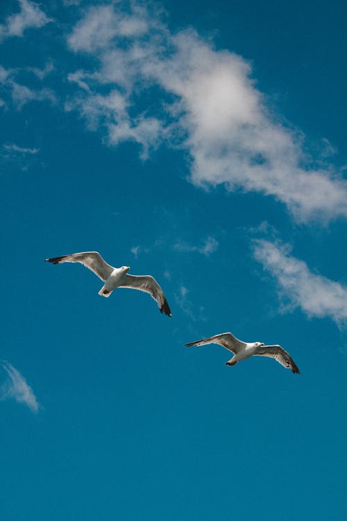 Free White Bird Flying Under Blue Sky Stock Photo