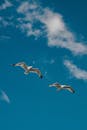 White Bird Flying Under Blue Sky
