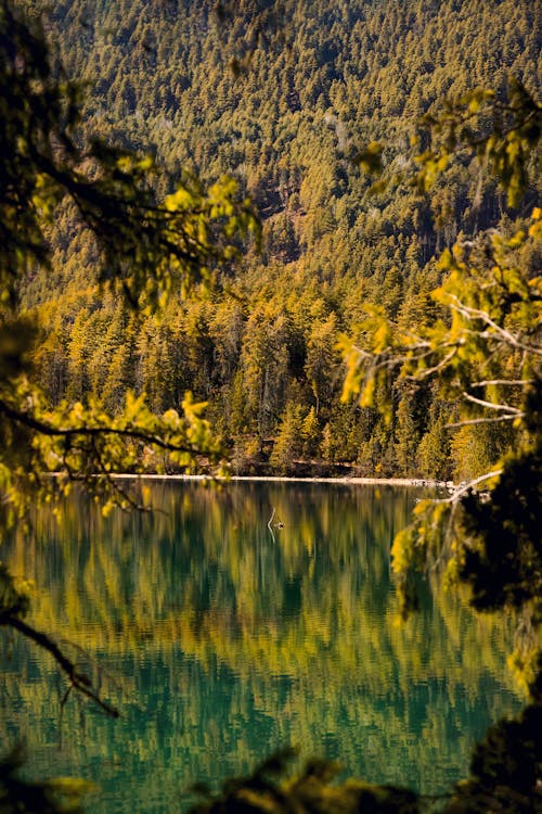 Free Green Trees Beside Body of Water Stock Photo