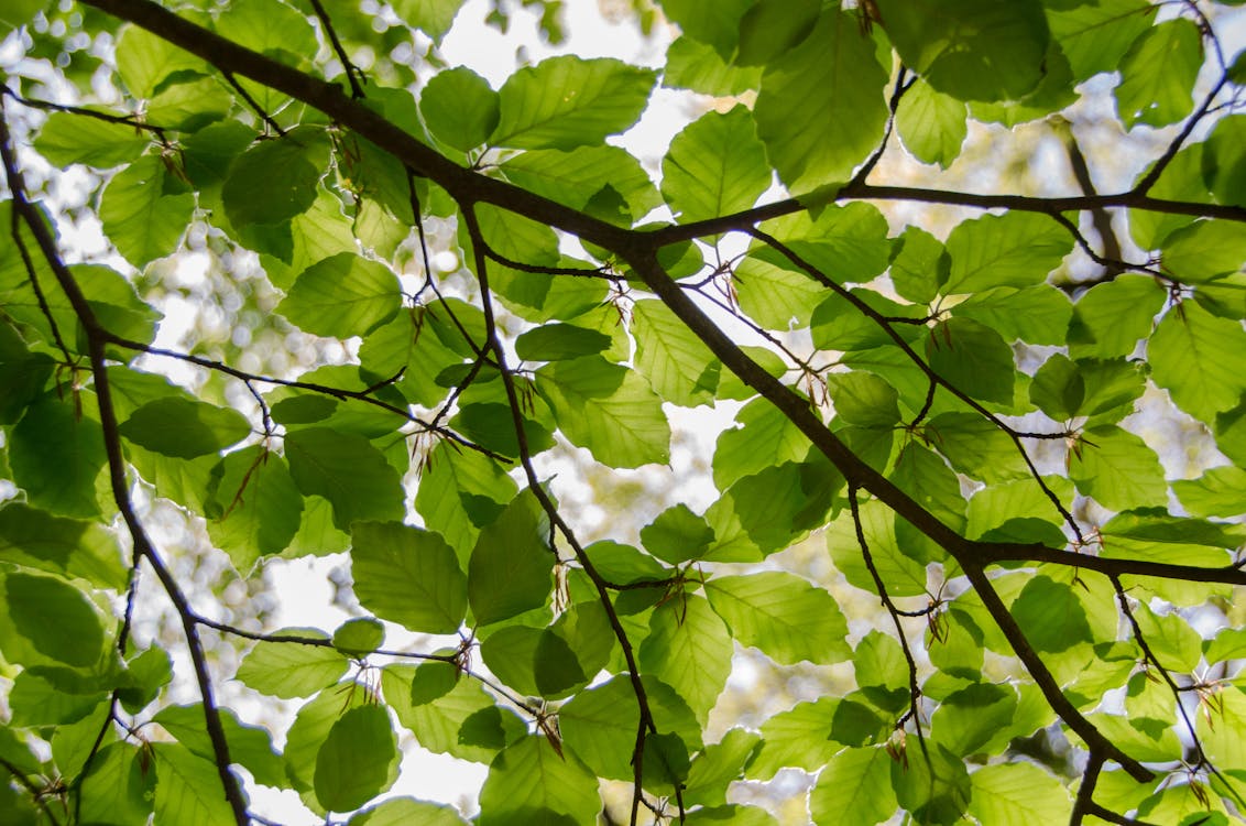 Free Green Leafed Tree Stock Photo