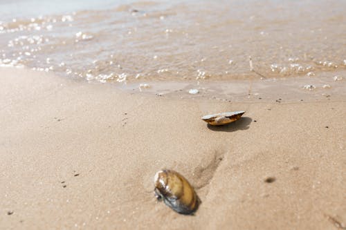 Foto d'estoc gratuïta de badia del mar, Costa, petxina