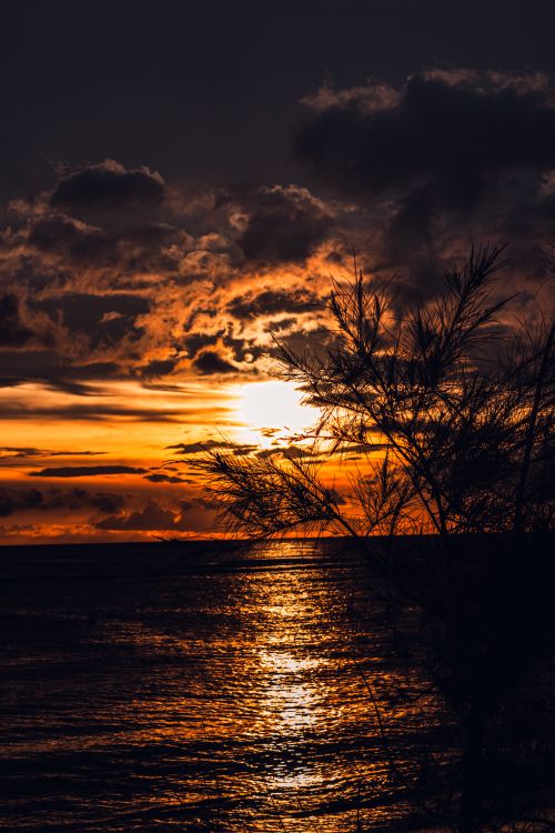 Free Dramatic sunset casting golden hues over ocean waves and silhouetted trees. Stock Photo
