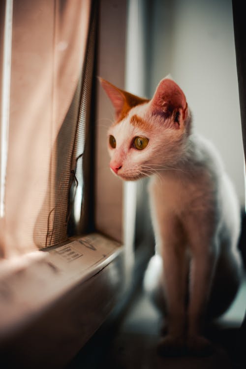 Close-Up Shot of a White Cat Sitting