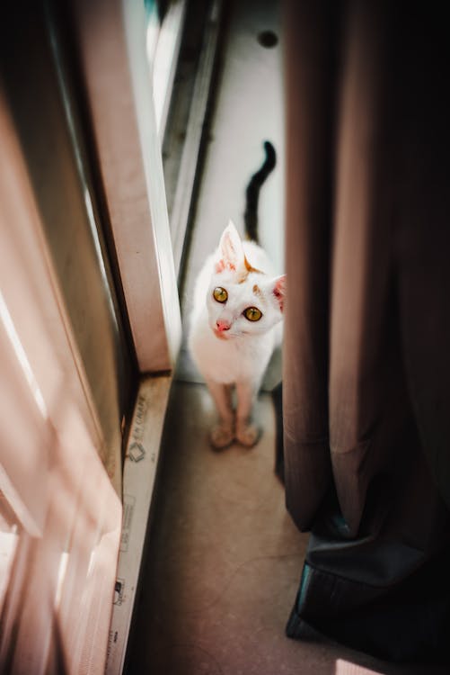 A White Kitten on the Door
