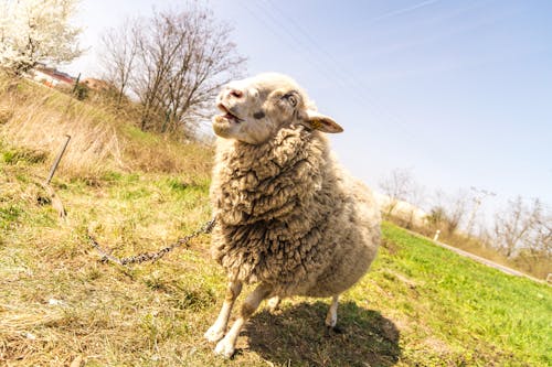 昼間の灰色の空の下で緑の草の上の灰色の羊