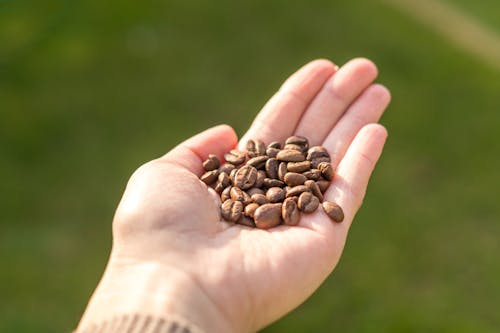 Free Person Holding Coffee Beans Stock Photo