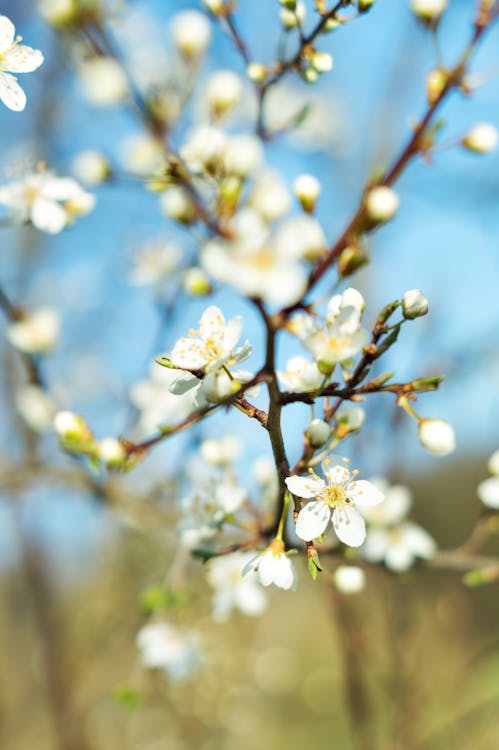 Free Closeup Photography Blooming Petaled Flower Stock Photo