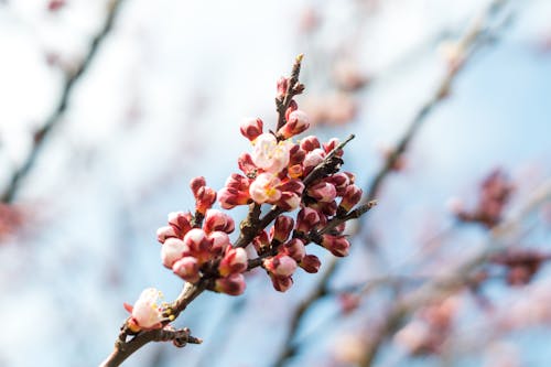 無料 赤とベージュの花のセレクティブフォーカス写真 写真素材