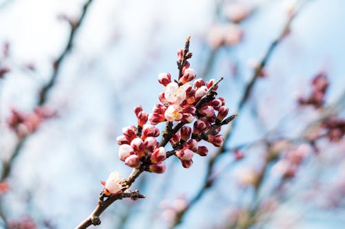 Kostenloses Stock Foto zu ast, baum, blühen