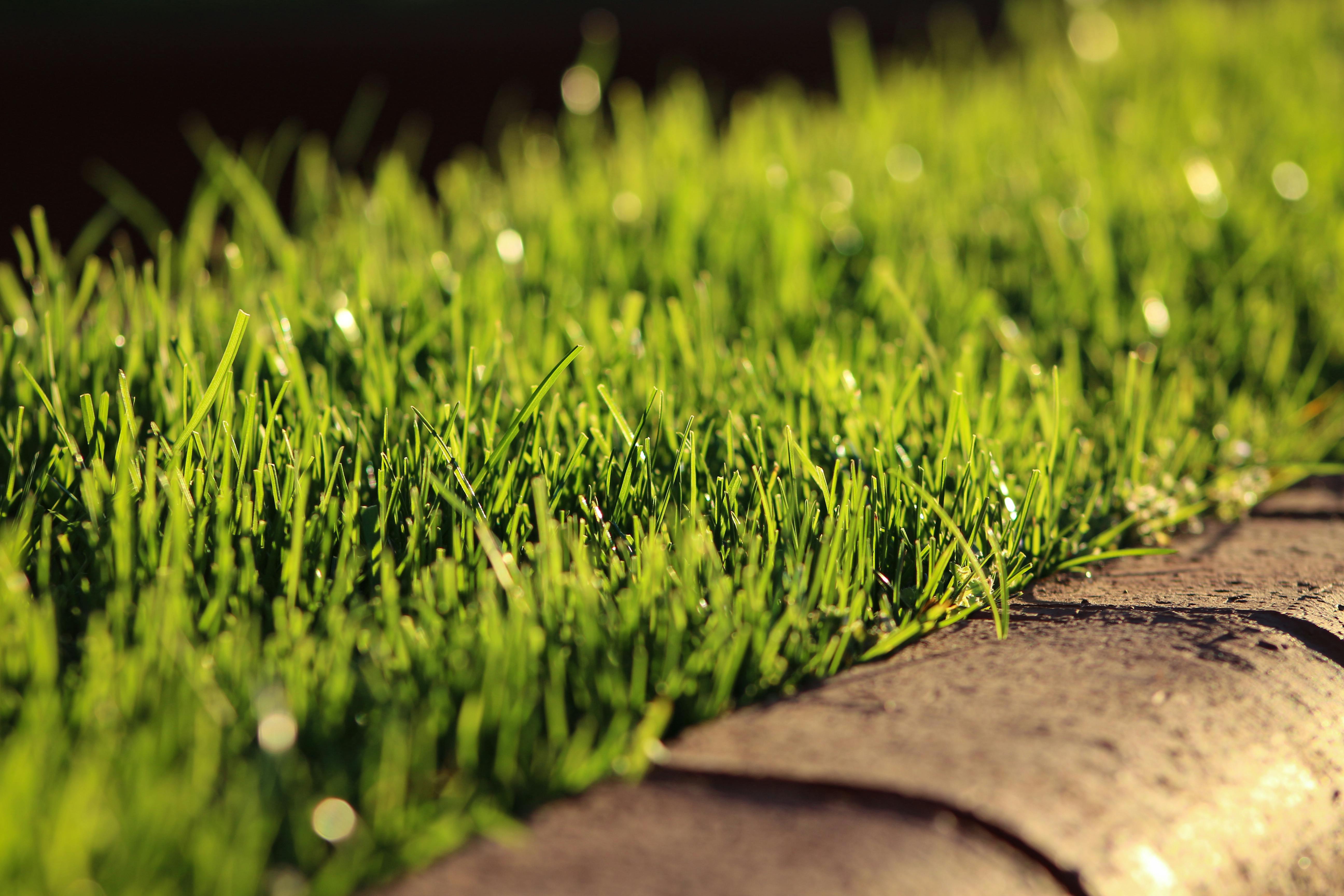 Free stock photo of blade of grass, dry grass, grass