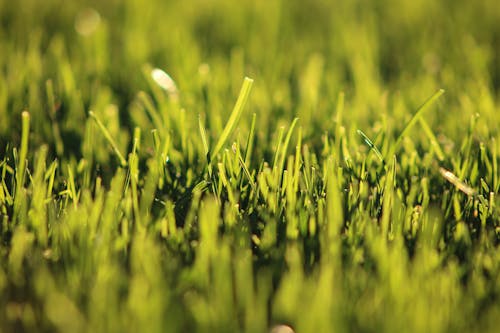 Мелкофокусная фотография травы