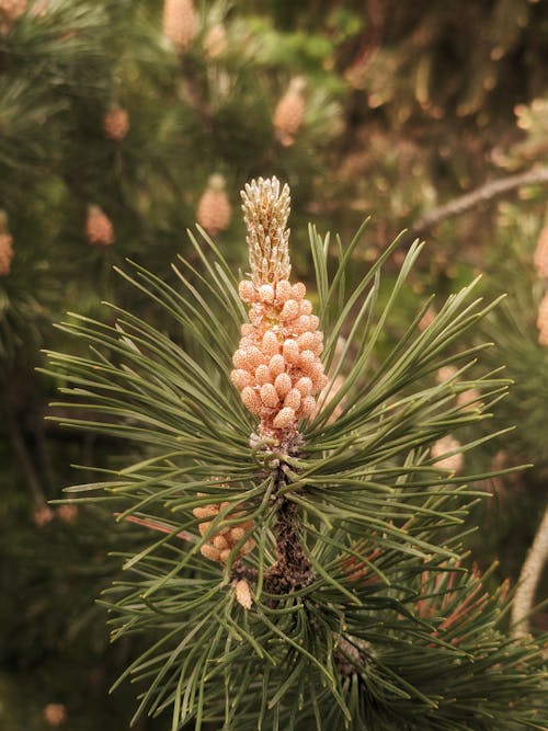 Fotobanka s bezplatnými fotkami na tému botanický, botanika, ihličnan