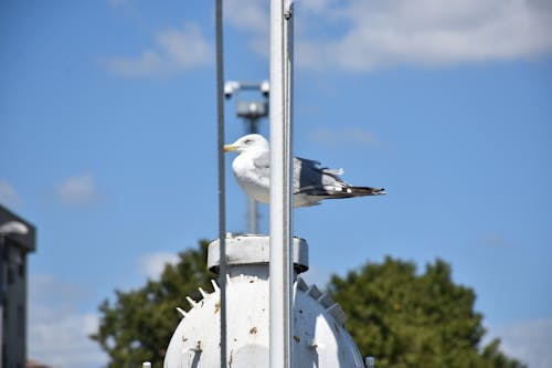 Free stock photo of nose, seabird, seagull