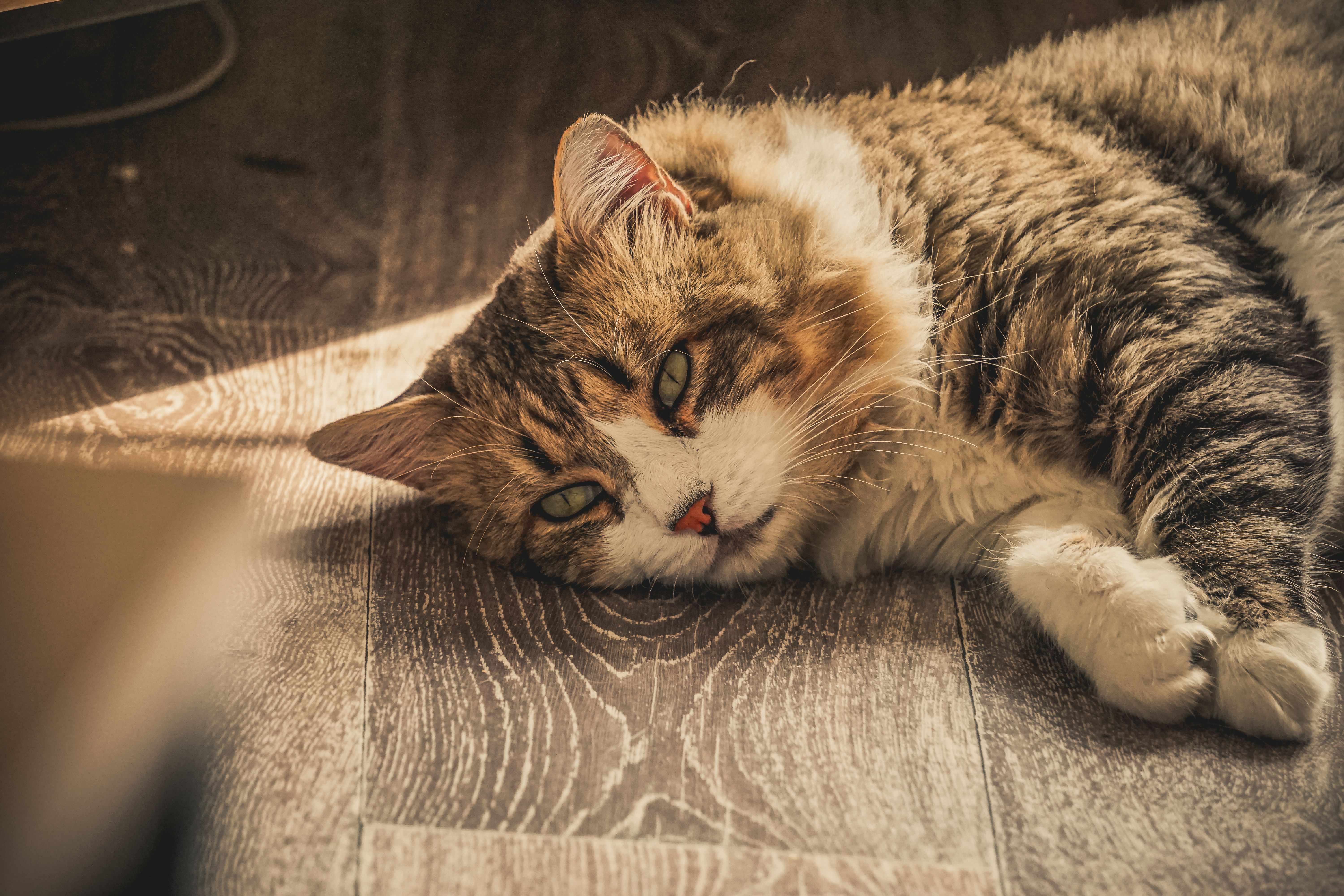 A Cat Lying Down on the Floor · Free Stock Photo