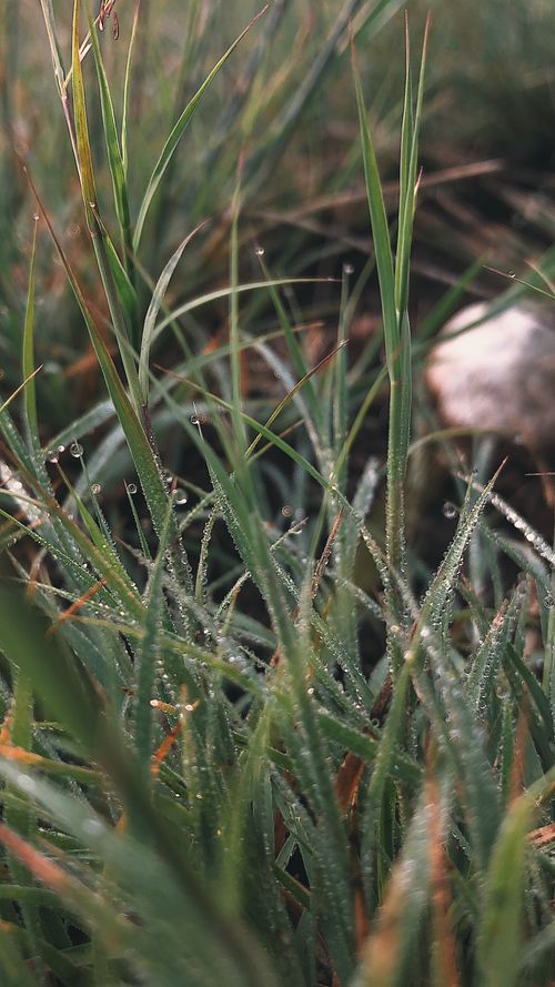 Free Dew droplets on vibrant green grass blades in the early morning sun, capturing nature's serene essence. Stock Photo