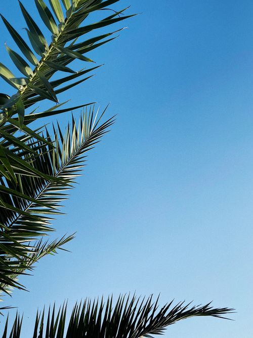 Free Vibrant green palm leaves set against a serene clear blue sky, capturing the essence of tropical nature. Stock Photo