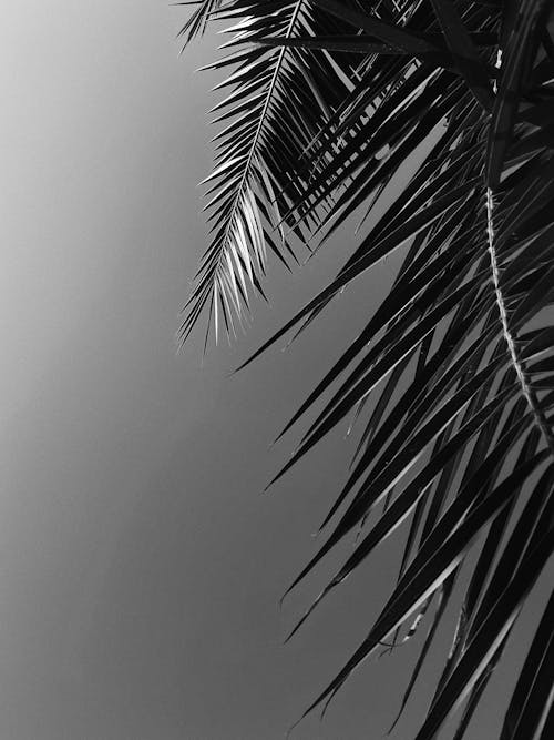 グレースケール, ココナッツの葉, トロピカルの無料の写真素材