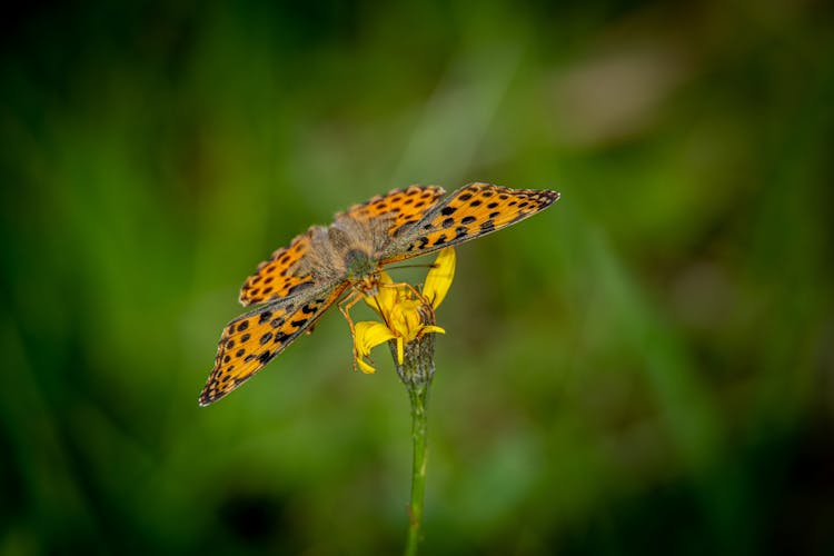 Butterfly On Flower