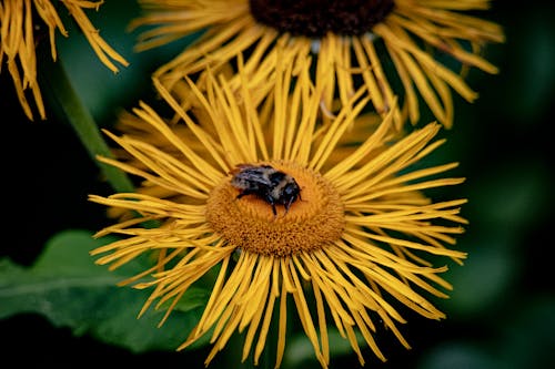 Foto stok gratis berbunga, bunga kuning, flora