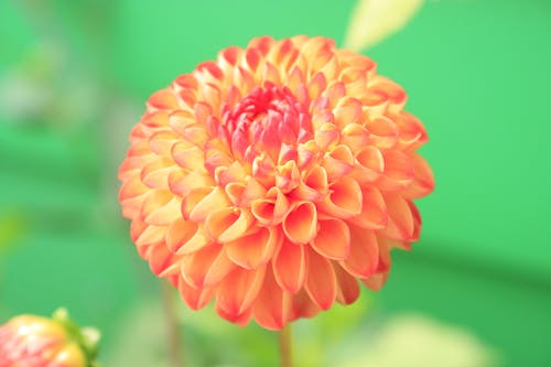 бесплатная Оранжевый цветок с лепестками крупным планом фото Стоковое фото