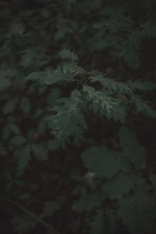 Free Dark green foliage in a moody setting showcasing nature's intricate leaf patterns. Stock Photo