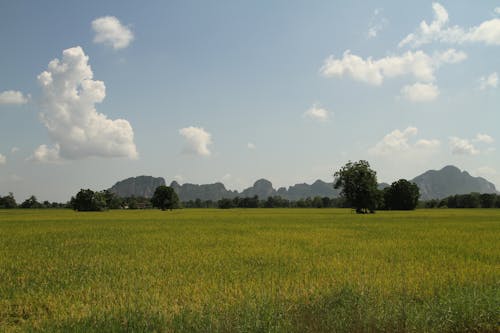 Immagine gratuita di alberi, ambiente, campo