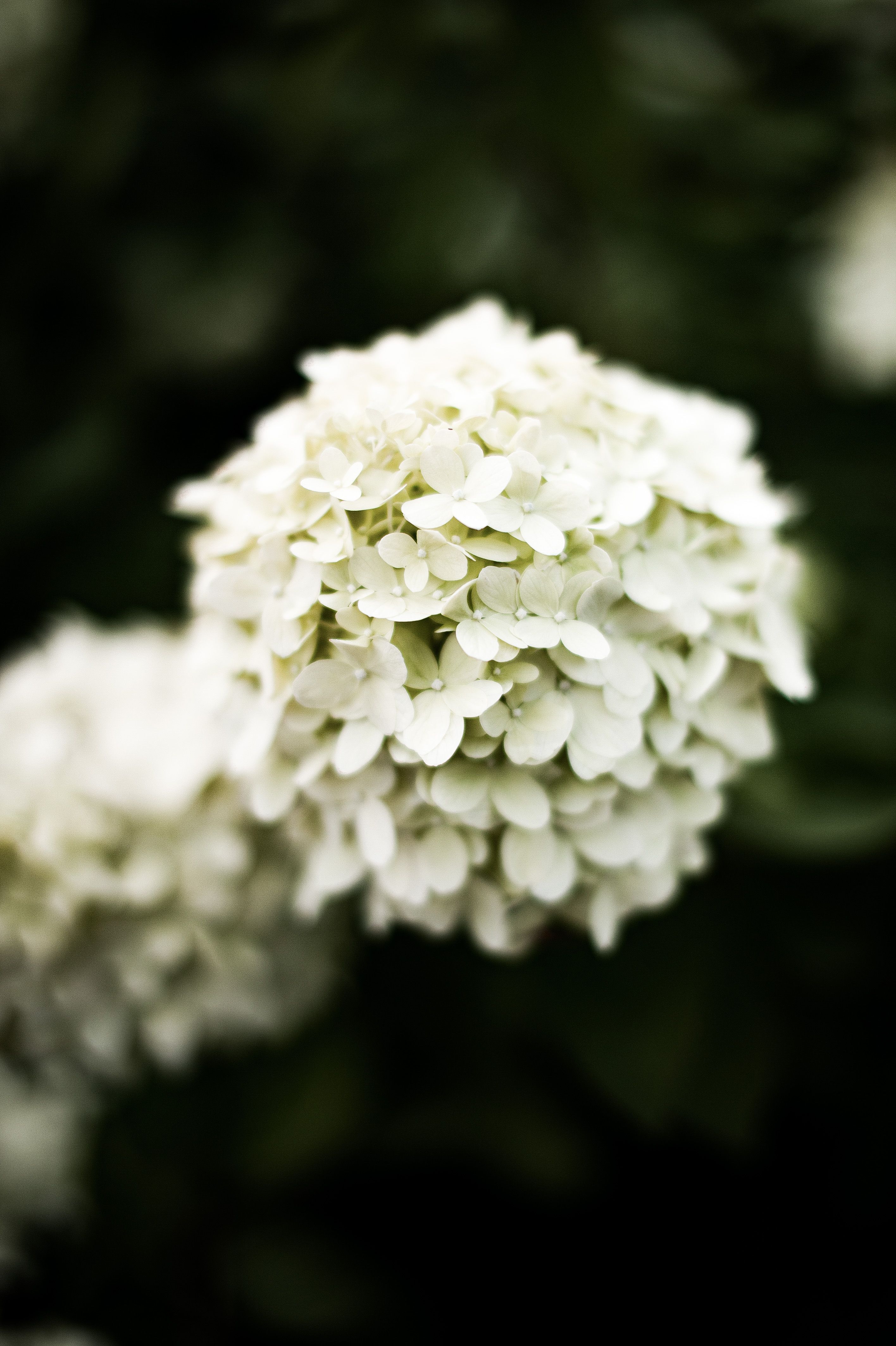 White and Purple Flower in Close Up Photography · Free Stock Photo