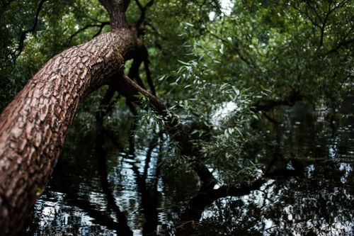 Free A serene view of a fallen tree trunk reflecting in a calm forest river, surrounded by lush greenery. Stock Photo