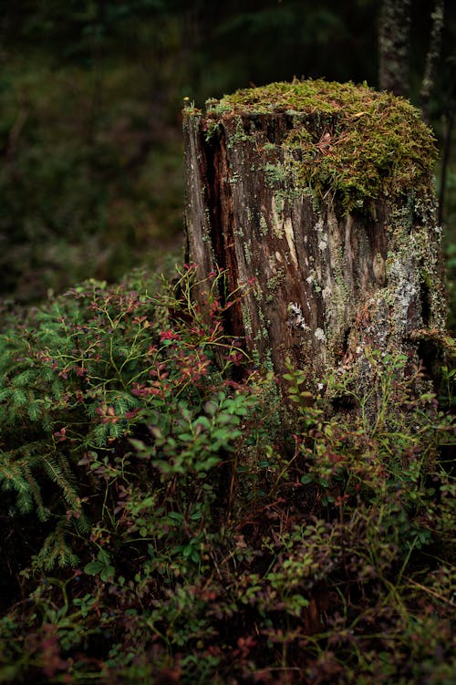 Foto d'estoc gratuïta de arbre, bagul, monyó