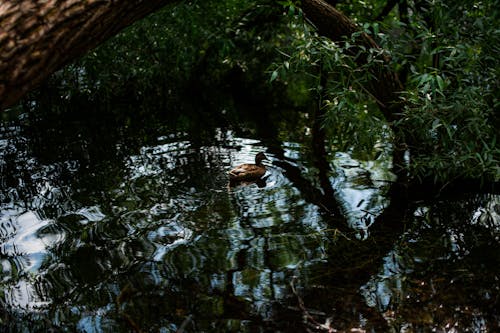 Imagine de stoc gratuită din birdwatching, faună sălbatică, iaz