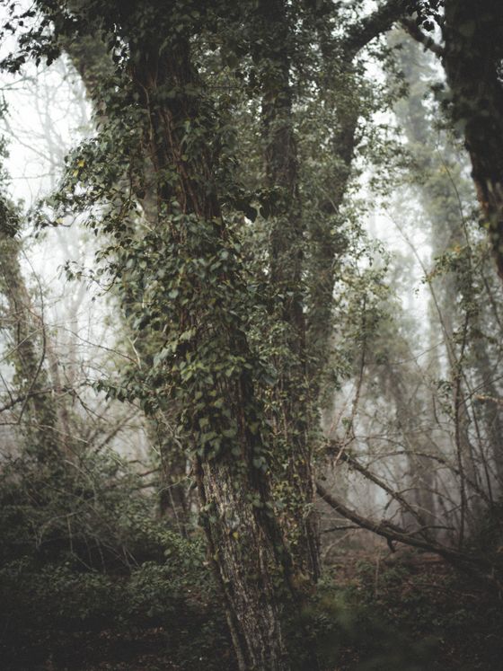 Vines in dense forest