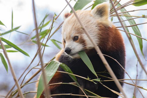 Free Close-Up Shot of a Red Panda Stock Photo