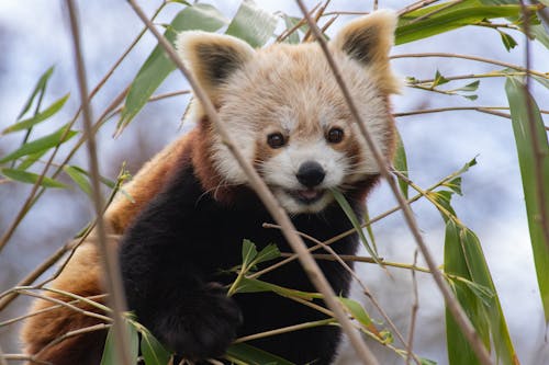 Close-Up Shot of a Red Panda