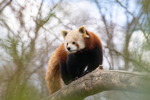 Free Red Panda on a Tree Branch Stock Photo