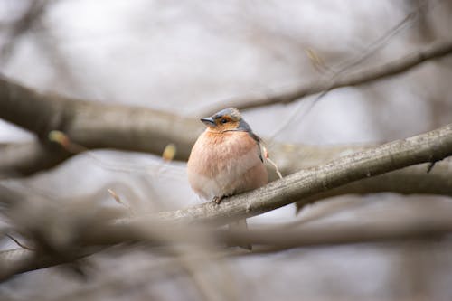 Gratis stockfoto met aviaire, boomtakken, dierenfotografie