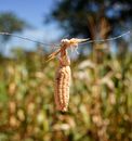Brown and Yellow Corn in Tilt Shift Lens