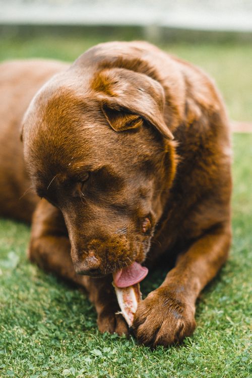Free Close-up of a Labrador Retriever enjoying a bone outside. Perfect for pet and animal-themed content. Stock Photo